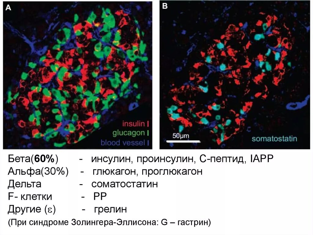 Инсулин глюкагон с пептид. Проинсулин и с пептид. Инсулин глюкагон соматостатин. Соматостатин структура.