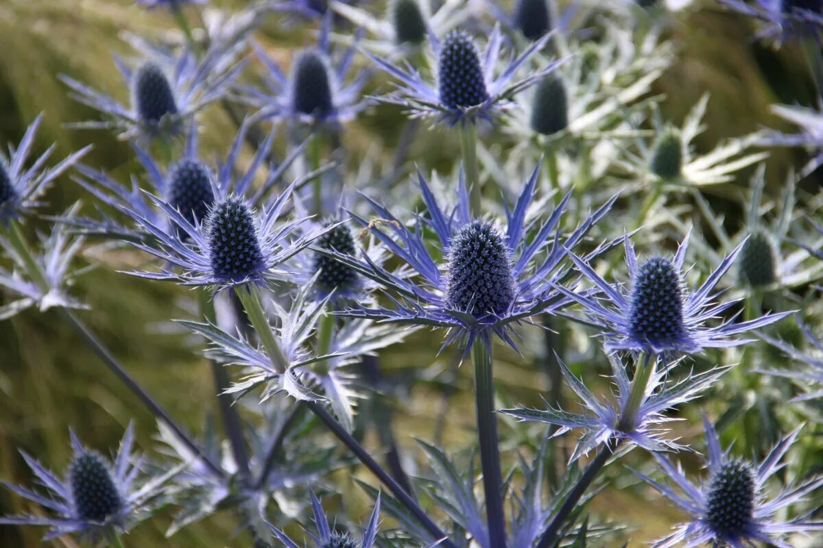 Чертополох описание. Синеголовник (Eryngium). Синеголовник Альпийский Eryngium. Синеголовник Барракуда. Синеголовник полевой.