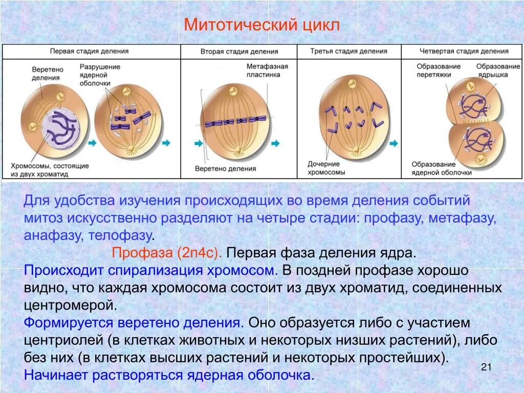 Митотическое деление клеток таблица. Фазы деления митоза. Циклы клетки профаза. Поздняя анафаза митоза. Митотический цикл клетки.