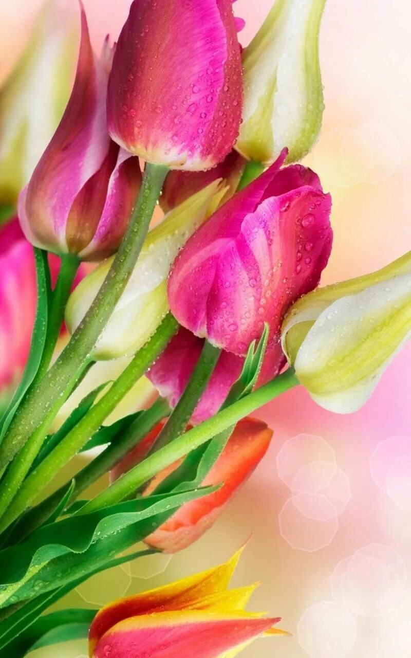 Тюльпаны вертикальные картинки. Цветы тюльпаны. Красивые тюльпаны. Весенние тюльпаны. Разноцветные весенние тюльпаны.