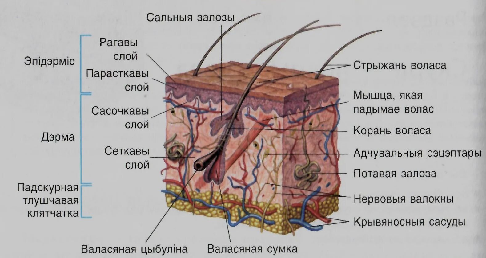 Где расположены корни волос потовые и сальные. Дерма эпидерма строение кожи. Строение кожи эпидермис дерма подкожная клетчатка. Строение кожи эпидермис дерма гиподерма. Дерма потовая железа кожа клетки.