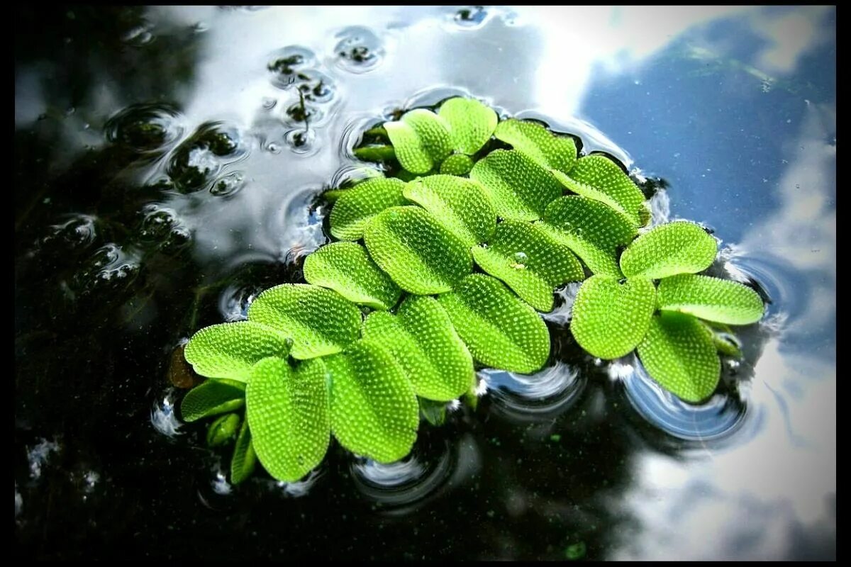 водный папоротник. водный папоротник сальвиния. папоротник сальвиния плавающая. папоротник сальвиния. сальвиния аквариумное растение.