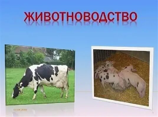 Тест на тему животноводство 3