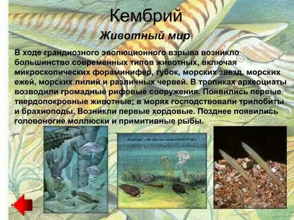 Ароморфоз протерозойской