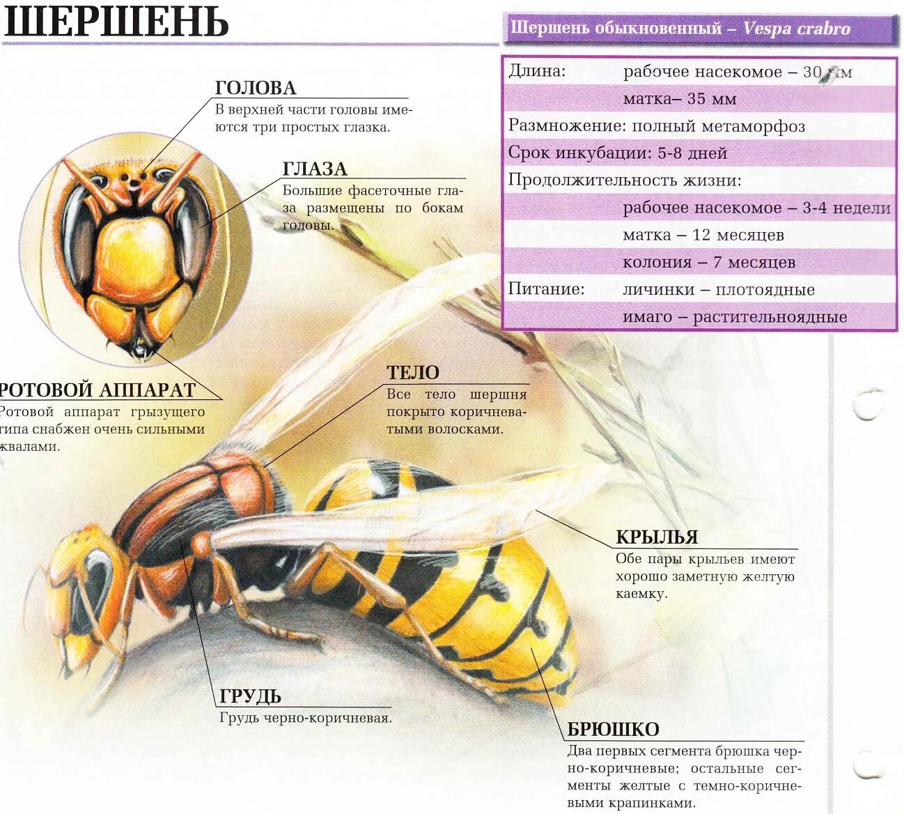 Оса размер