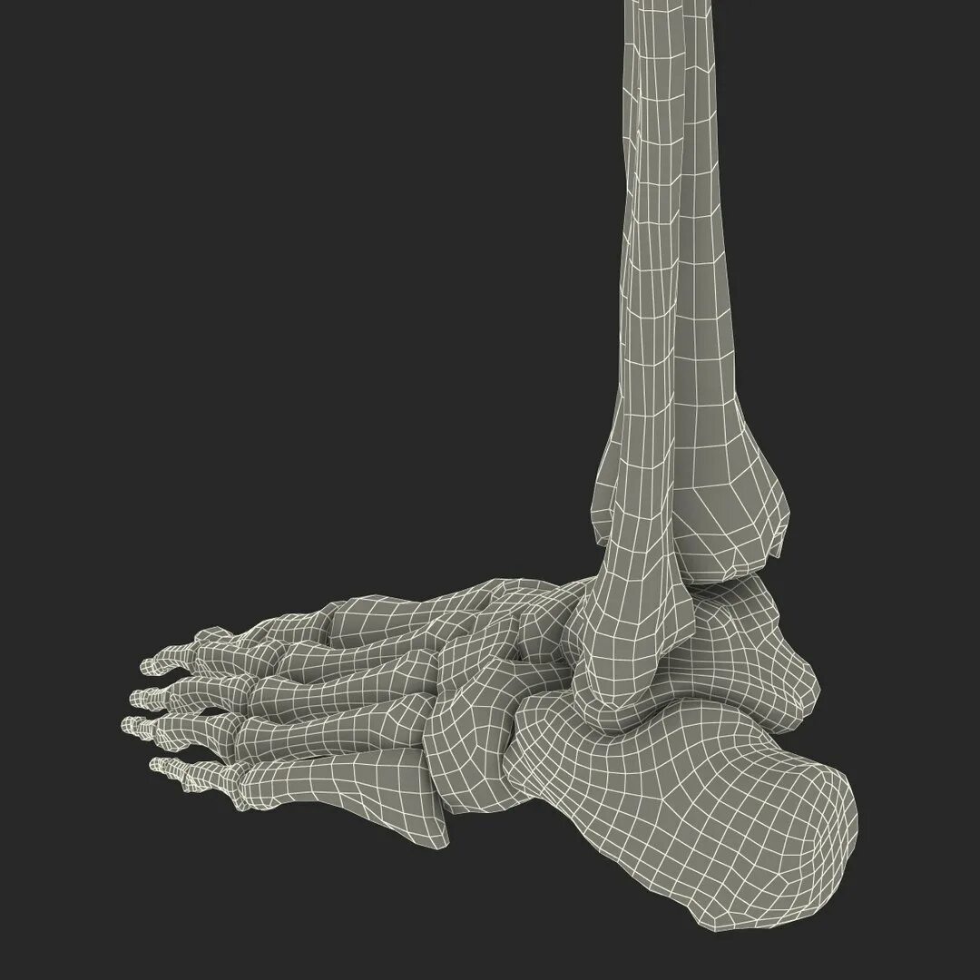Bones model