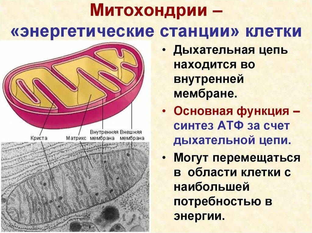 Митохондрия синтез атф эпс