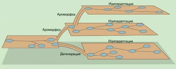 Примеры идиоадаптации и общей дегенерации. Ароморфоз и идиоадаптация. Схема ароморфоза идиоадаптации и дегенерации. Ароморфоз идиоадаптация дегенерация. Ароморфоз идиоадаптация общая дегенерация.