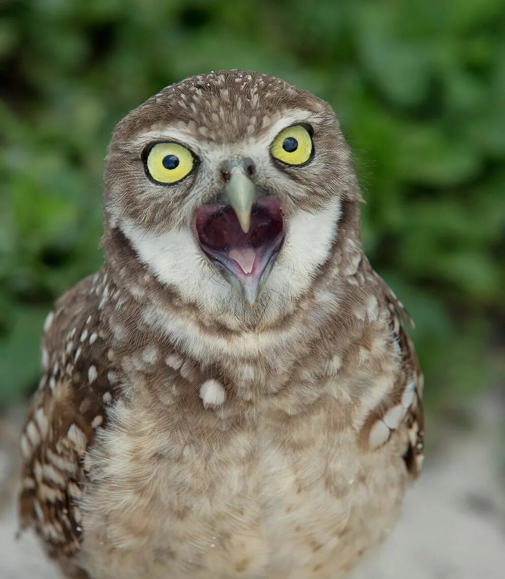 Сыч журналист. Как кричит сыч ночью. Как кричит сыч ночью. Как кричит сыч ночью. Как кричит сыч ночью.