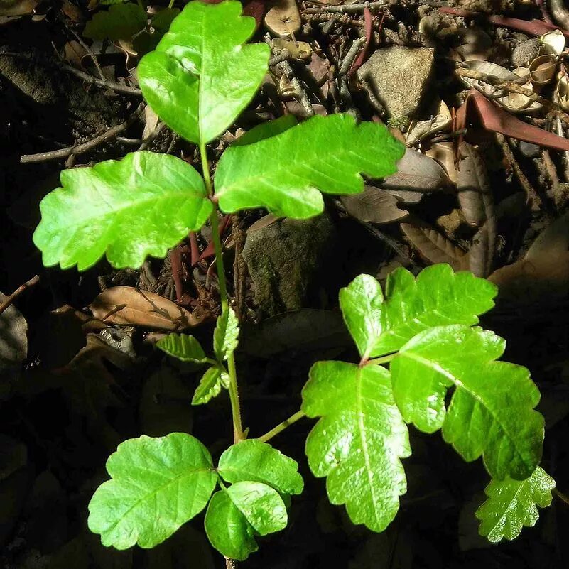 Токсикодендрону дуболистному. Токсикодендрон пушистый. Poison Oak. Ядовитый дуб плющ. Ядовитый дуб