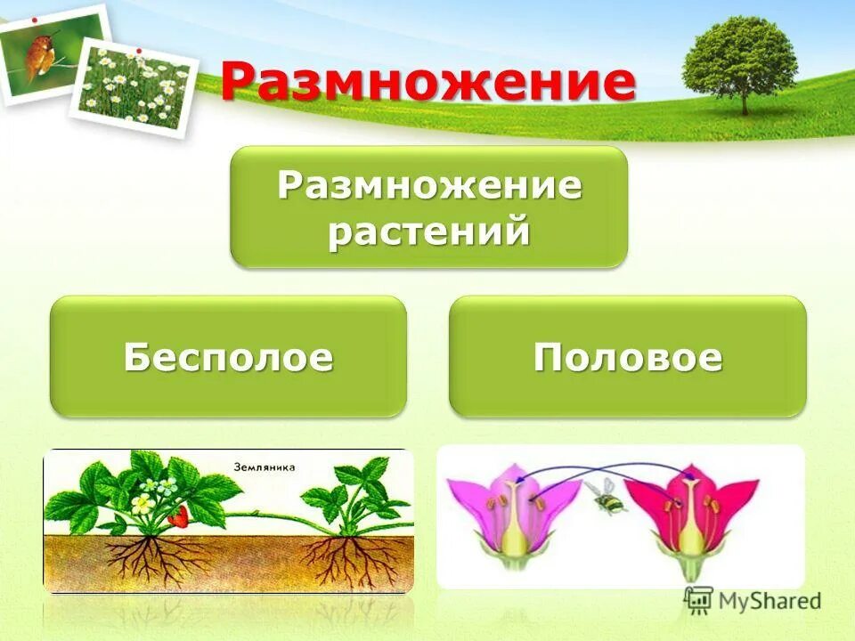 Способ растений. Типы бесполого размножения растений. Бесполое вегетативное размножение растений. У растений половое или бесполое размножение. Вегетативное размножение половое/бесполое.