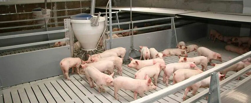 Женщина поросенок. Свинарник. Породы свиней беконного направления. Современный свинарник. В бывшей свиноферме.