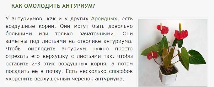 Антуриум пересадка ! - YouTube