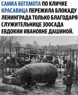 Бегемотиха пережившая блокаду