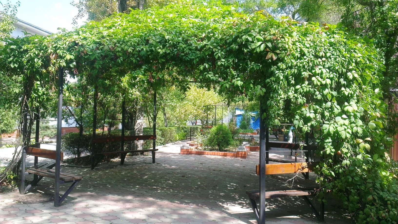 пергола в стиле прованс. пергола патио терраса. живой навес. пергола с виноградом в саду. живой навес.