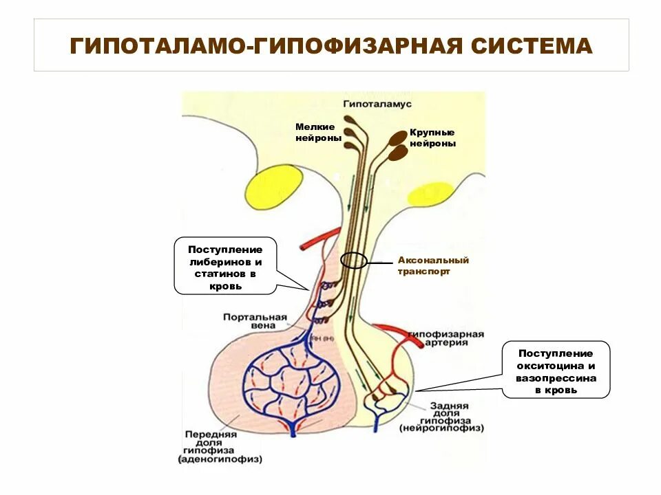 Гипоталамо гипофизарная система функции. Схема строения гипоталамо гипофизарной системы. Гипоталамо гипофизарная система эндокринной железы. Схема строения гипоталамо гипофизарной нейросекреторной системы. Гипоталамо гипофизарная система является.