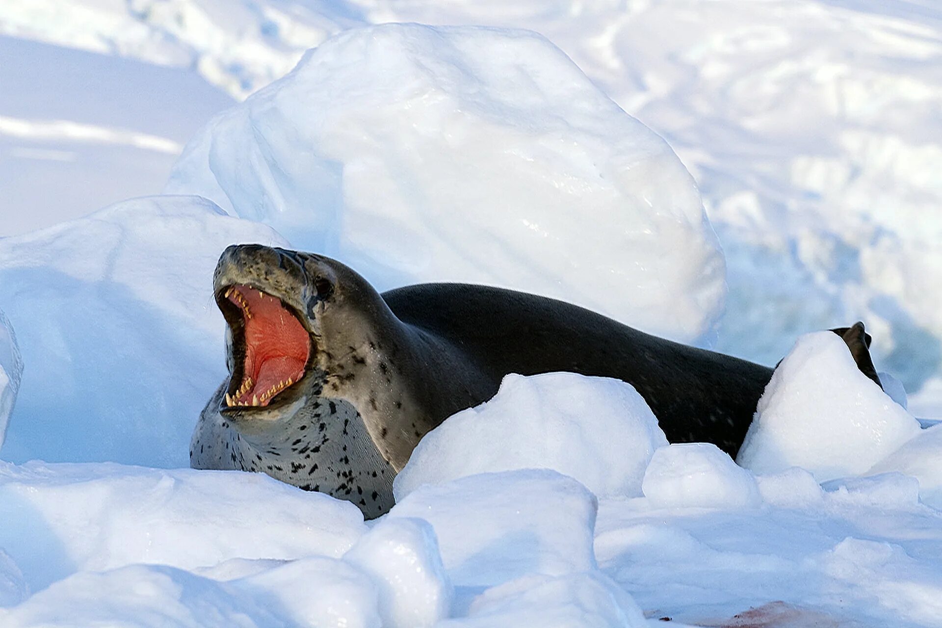 Фото морского леопарда. Морской леопард в Антарктиде. Антарктида тюлень морской леопард. Тюлень-крабоед. Морской леопард ареал обитания.