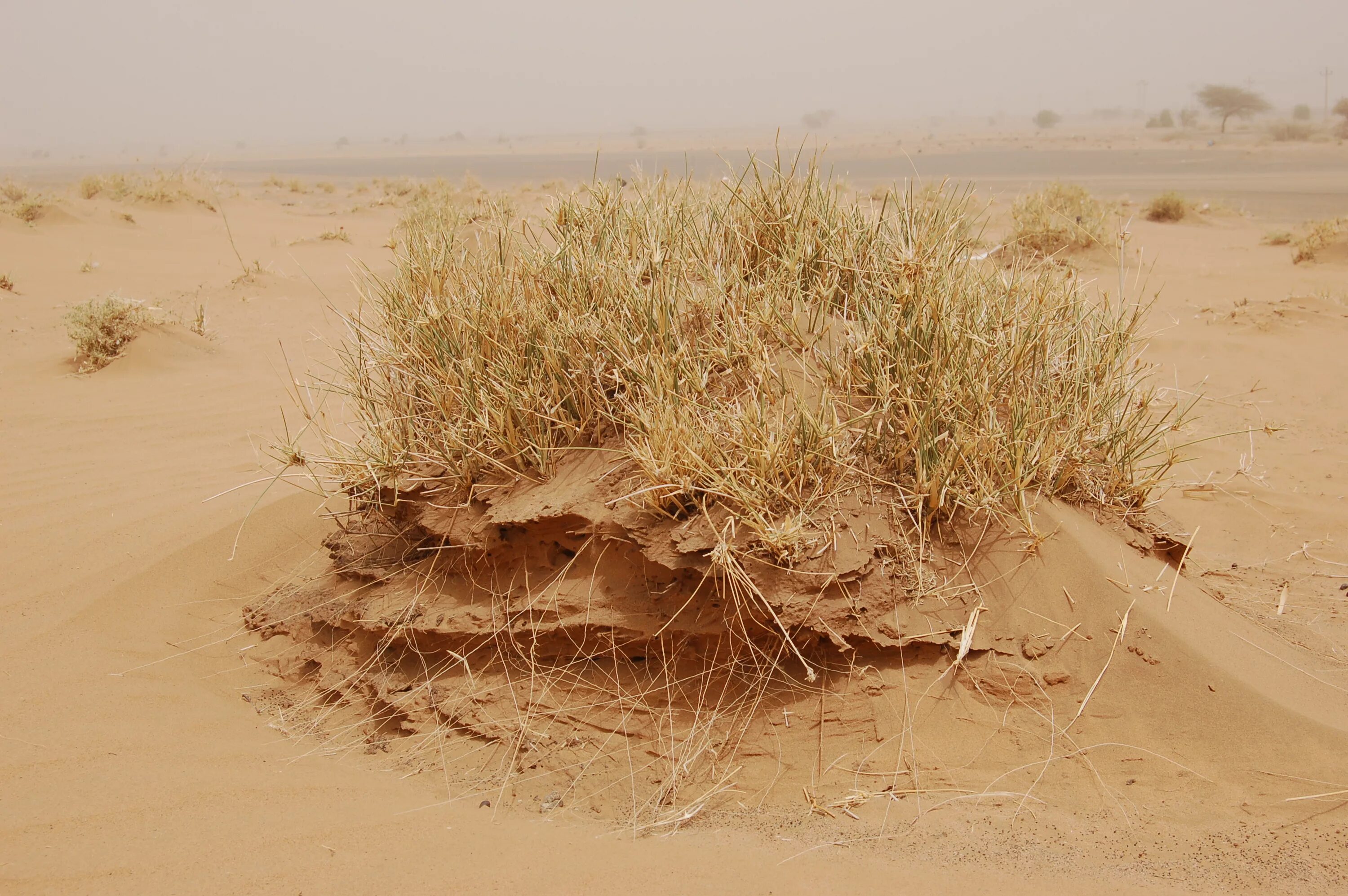 Сухость в природе. Неблагоприятные погодно климатические явления. Способствует образованию жаркой сухой погоды засух. Засуха это природное явление. Засуха причины возникновения.