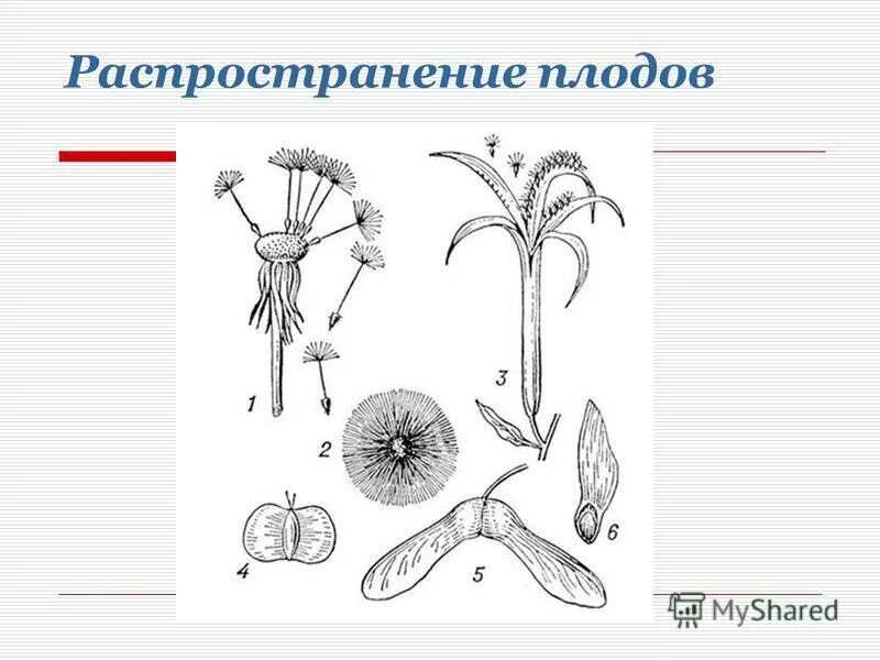 Плоды распространяемые птицами