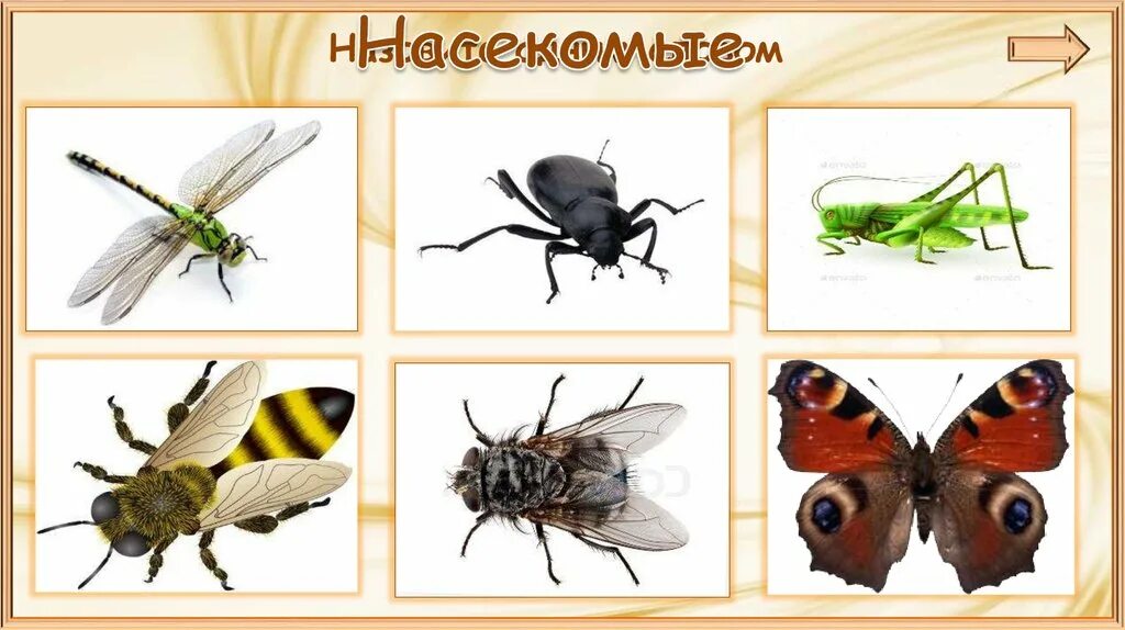 Насекомые 1 уровень