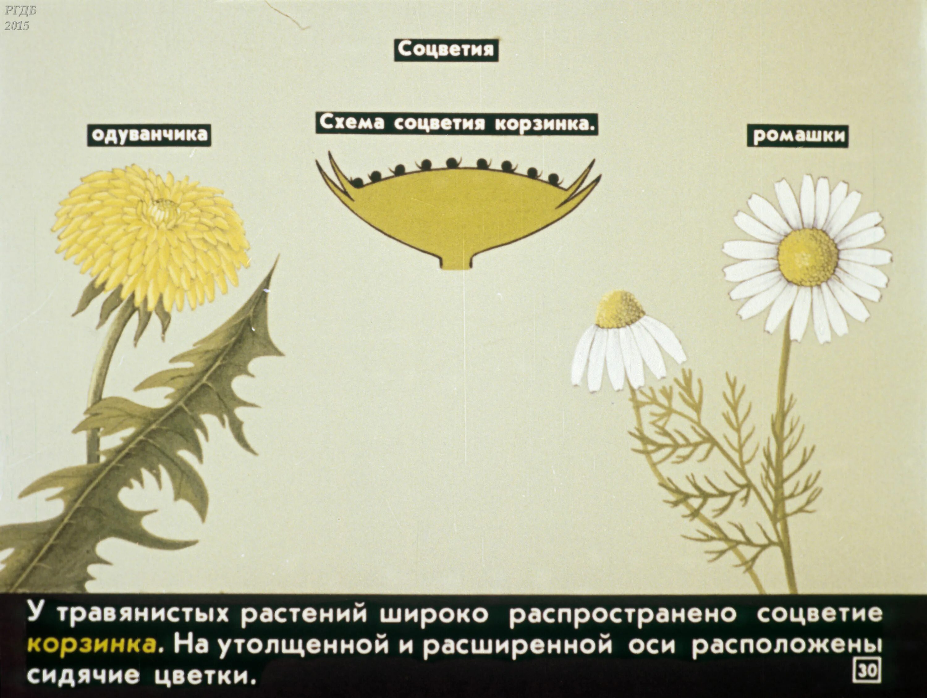 Соцветия первого типа имеет одуванчик. Соцветие одуванчика. Ромашка вид соцветия. Соцветие одуванчика схема. Схема соцветия ромашки.