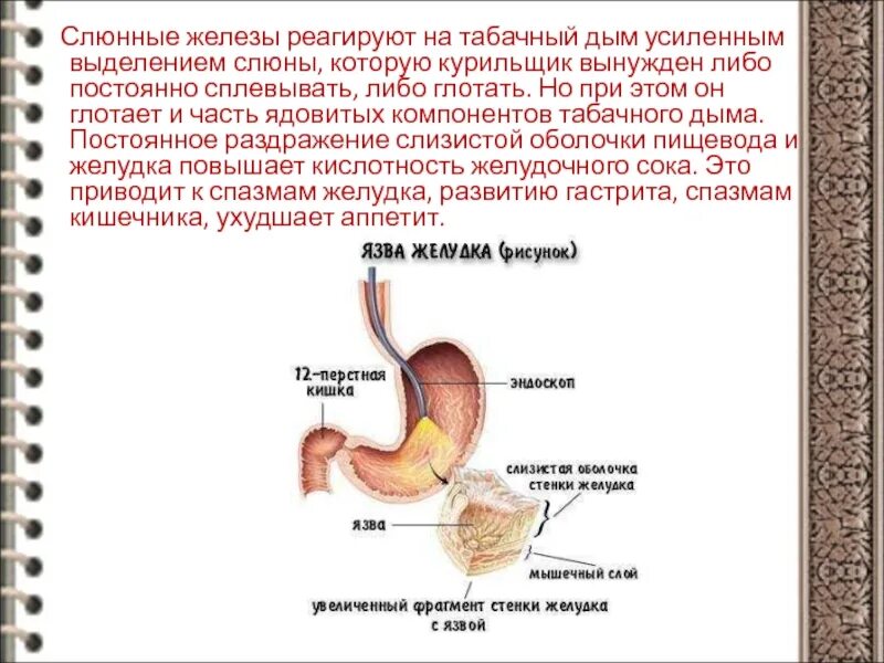 Слюнные железы внешней секреции. Почему при курении выделяется слюна. Слюнные железы курения. Слюнные железы и слюна при курении.