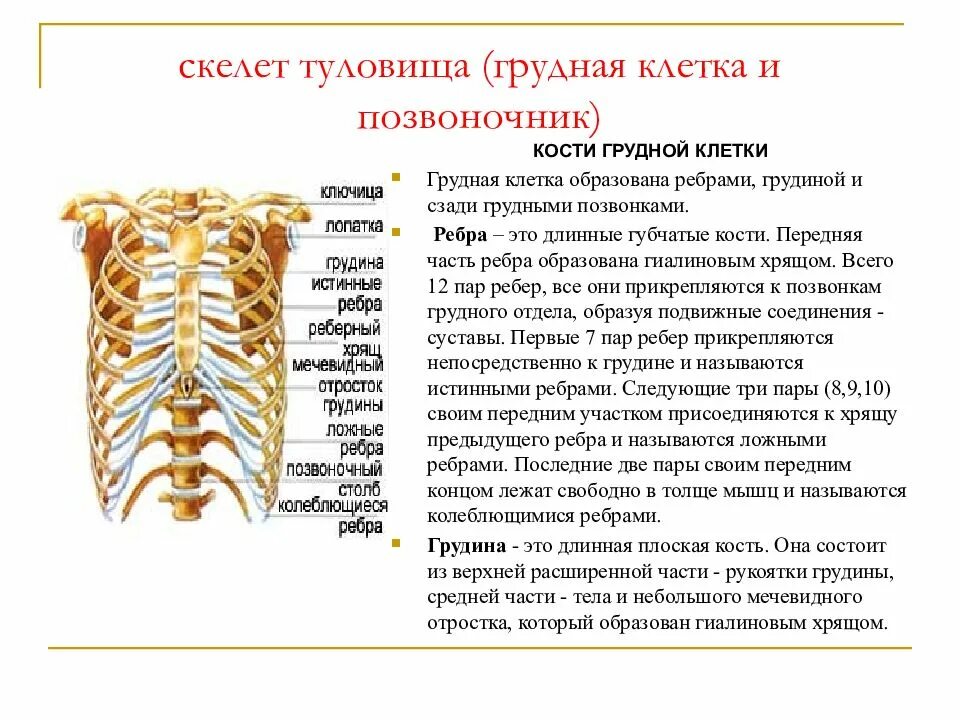 Скелет туловища. Анатомия грудная клетка строение и функции. Кости туловища Грудина ребра. Кости грудной клетки ребра скелет туловища. Скелет грудной клетки человека с описанием.