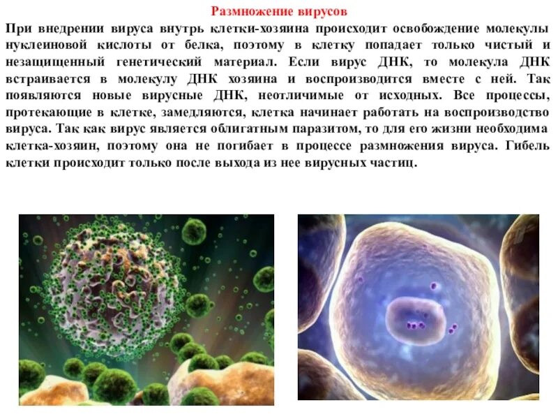 Вирусы способны размножаться только в живых клетках. Размножение вирусов. Размножение ДНК вирусов. Клетка вируса.