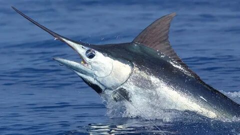 Marlin перевод