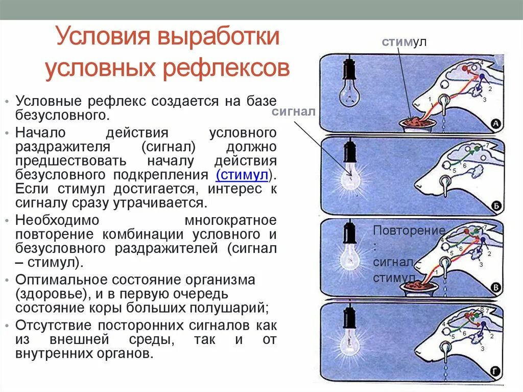 Выработка безусловных рефлексов. Условные рефлексы вырабатываются на базе безусловных. Правило образования условного рефлекса. Выработка условного рефлекса схема. Безусловный слюноотделительный рефлекс.