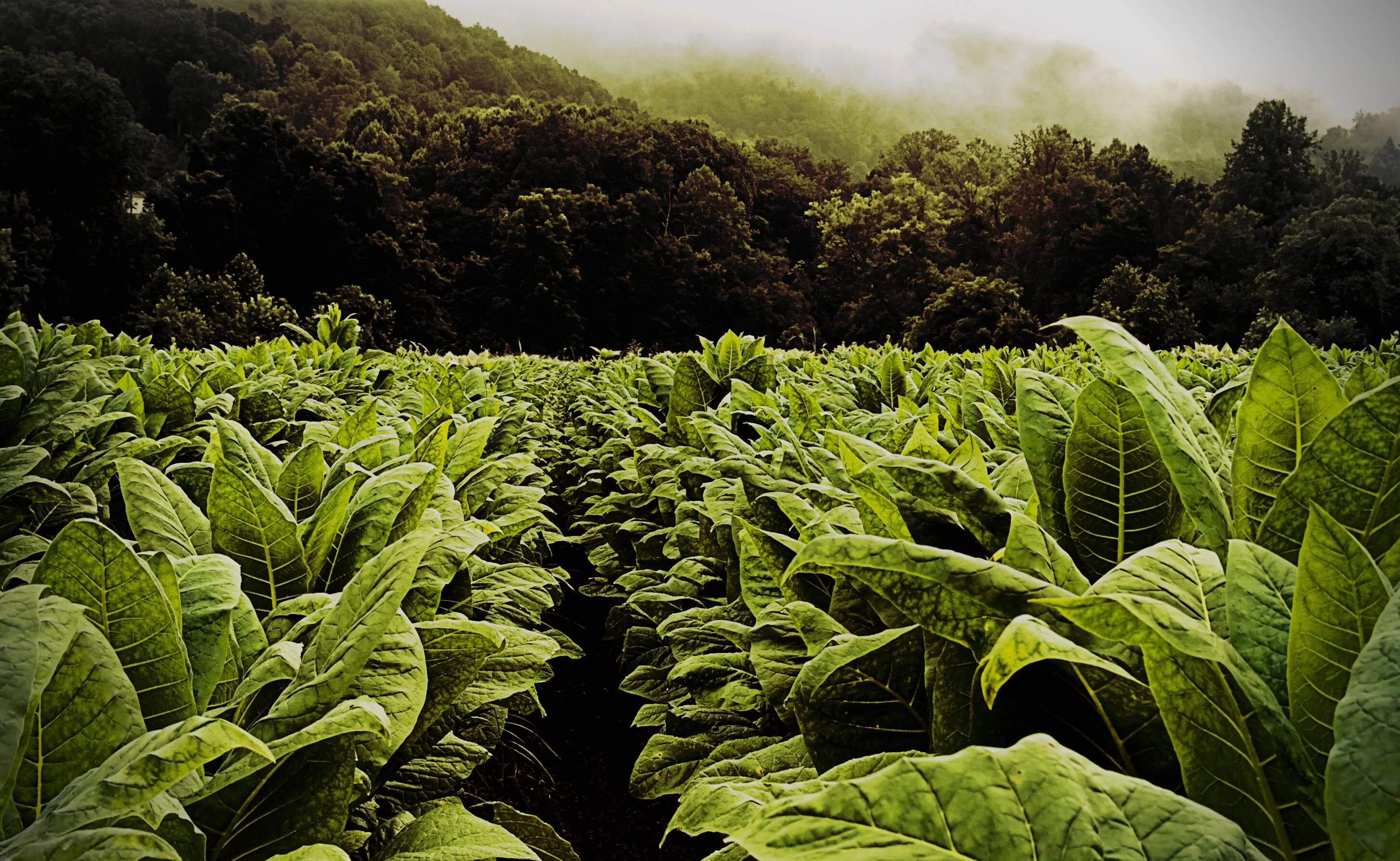 Плантация табака Вирджиния 1609. Никарагуа плантации табака. Плантации табака в Вирджинии. Khan Burley табак.