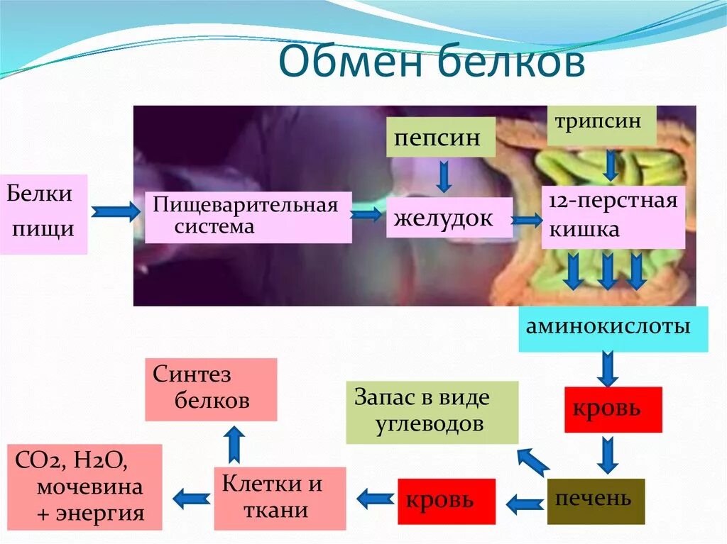 Метаболизм белков в организме человека последовательность. Обмен белков функции. процесс энергетического обмена белков в организме человека. схема этапов обмена белков. схема обмена белка в организме.