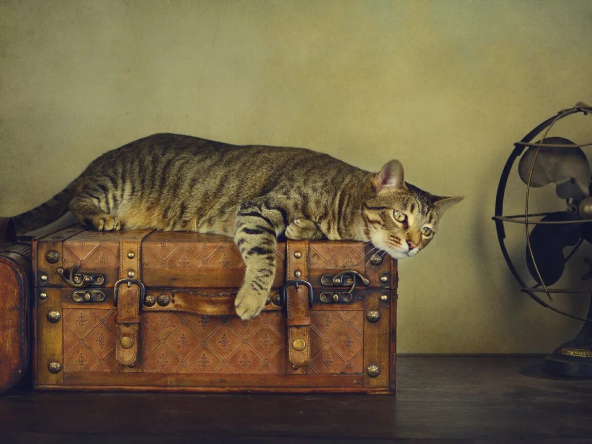 Cat styled