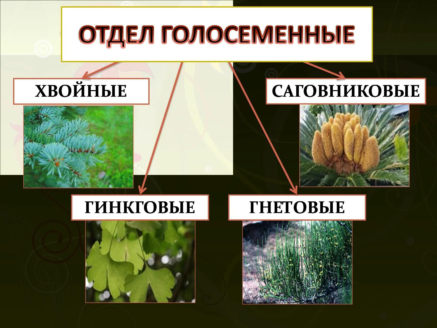 2 представителя голосеменных. 2 представителя голосеменных