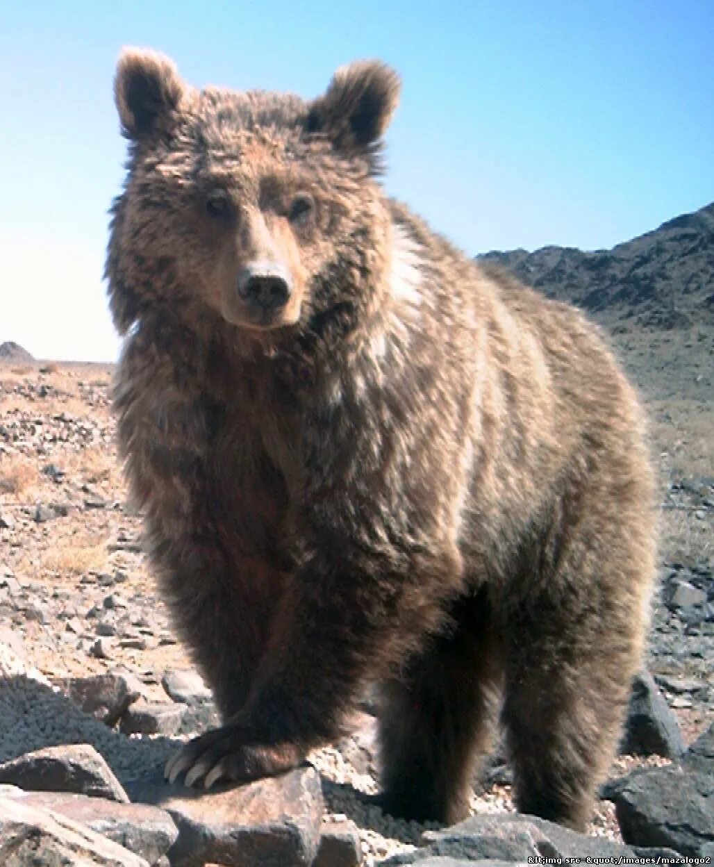 мазалай медведь гобийский. пустынный медведь. пустынный медведь. пустынный медведь. пустынный медведь.