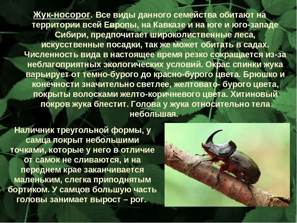 Животные в доме Группа на OK.ru Вступай, читай, общайся в Одноклассниках!