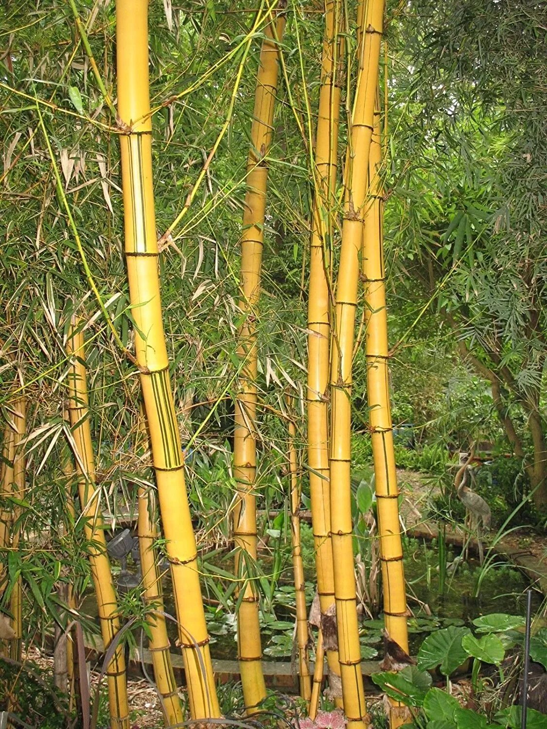 Бамбук садовый широколистный. Сорта бамбука. Семена бамбука phyllostachys pubescens. Сорта бамбука. Золотой бамбук на малышева.
