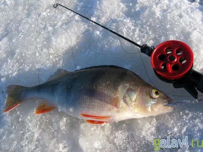 Какое давление для рыбалки. Рыболовный календарь. Клёв окуня в кемеровской области. Таблица давления ловли рыбы зимой. Давление для ловли окуня зимой.
