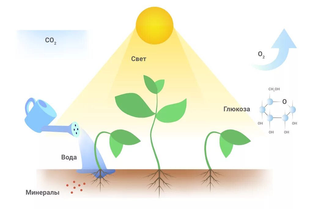 Биологические пища вода воздух. Влияние освещения на растения. Схема роста растения. Свет влияет на растения. Важность света для растений.