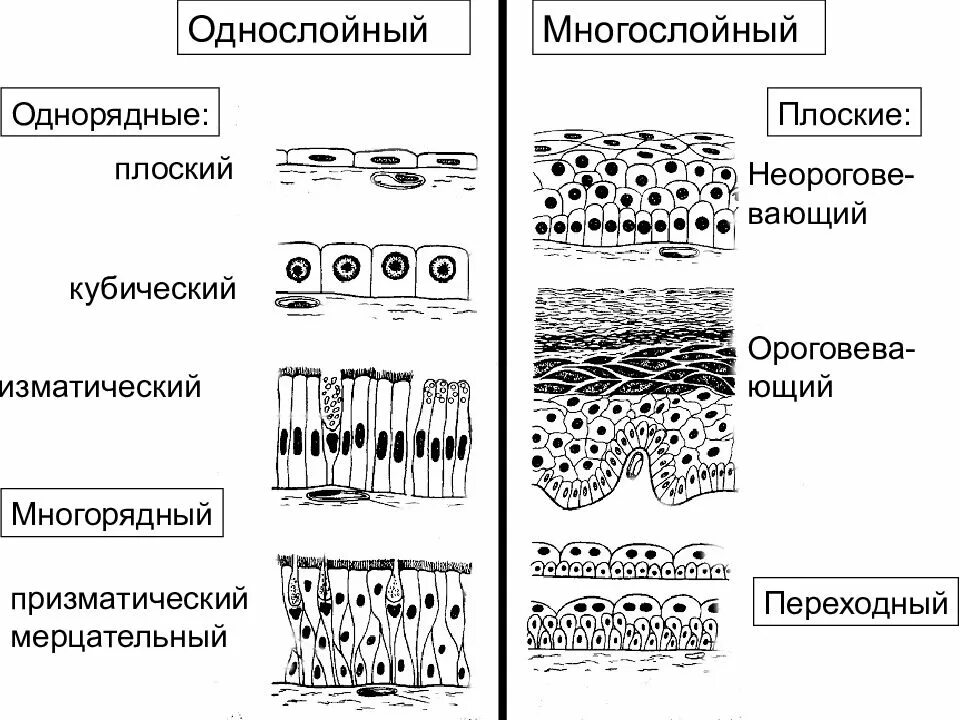 Эпителий представляет собой. Тип эпителиальной ткани разновидности. эпителий однослойный многослойный схема. многослойный плоский эпителий тип ткани. разновидности однослойного эпителия.