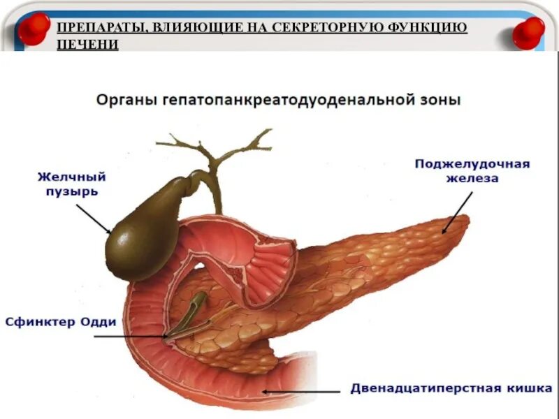 Влияние железа на печень. Препараты влияющие на секреторную функцию печени. Поджелудочная железа сфинктер Одди. Печень поджелудочная железа желчный пузырь. Поджелудочная железа желчный пузырь анатомия.