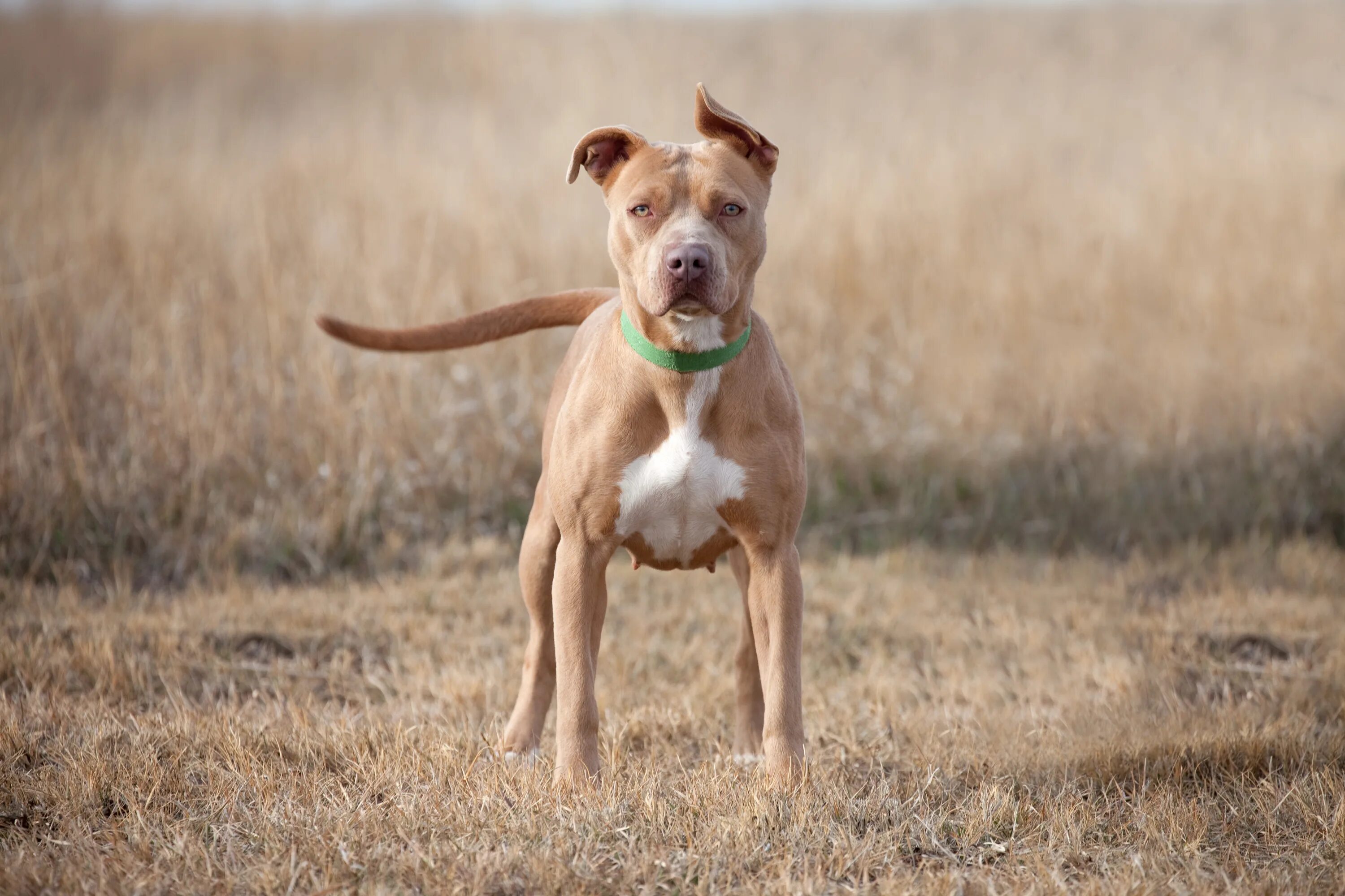 Pit bull terriers виды. Американский питбультерьер. Американскийпитбультырьер. Американскийпетбуль Триеер. Американский питбультерьер породы собак.