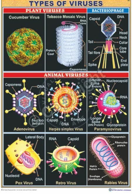 Types of viruses. Вирус. Разновидности вирусов биология. Типы вирусов.