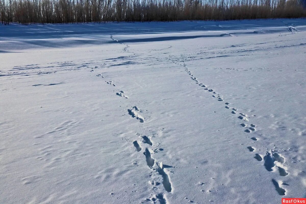 Заячьи и лисьи следы на снегу