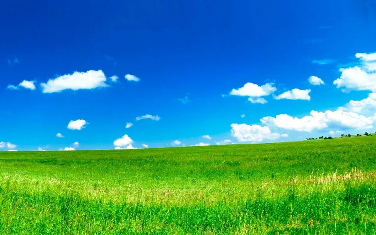 Зеленый луг купить. Зеленый луг. Поляна и голубое небо. Зеленые Луга. Трава и небо.
