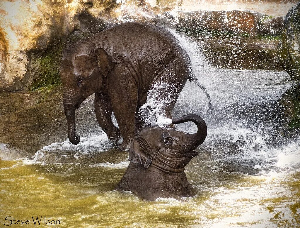 Play elephant. Купание животных. Слоны. Слоненок купается. Слоны плавают.