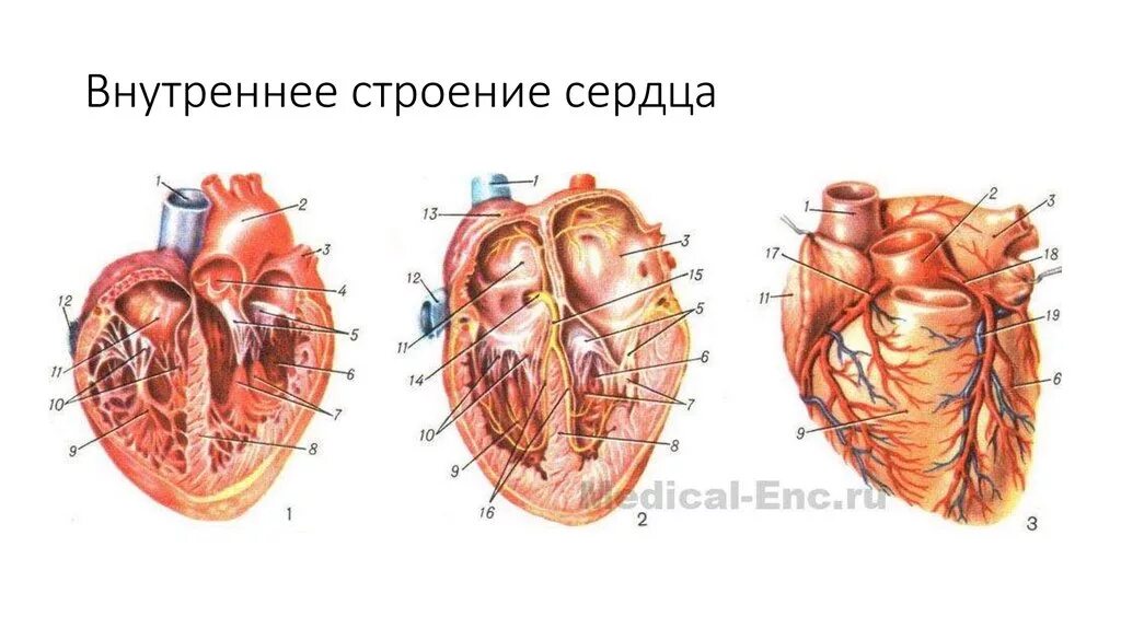 Срез сердца человека. Анатомические структуры сердца. Строение человеческого сердца. Строение сердца в разрезе.