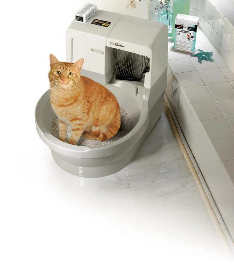 Как приучить кошку