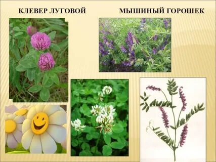 Клевер горох