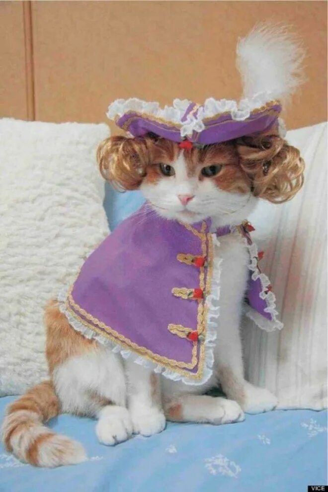 Кот в костюме. Костюм кошки. Одежда для котов. Кошечка в платье.